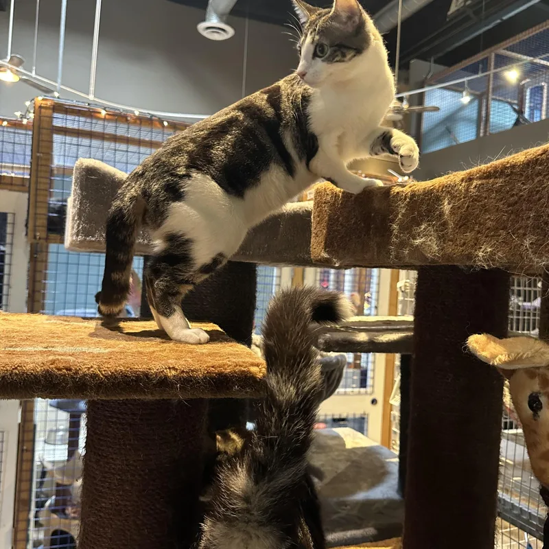 Gigi And Zazy thumbnail 5