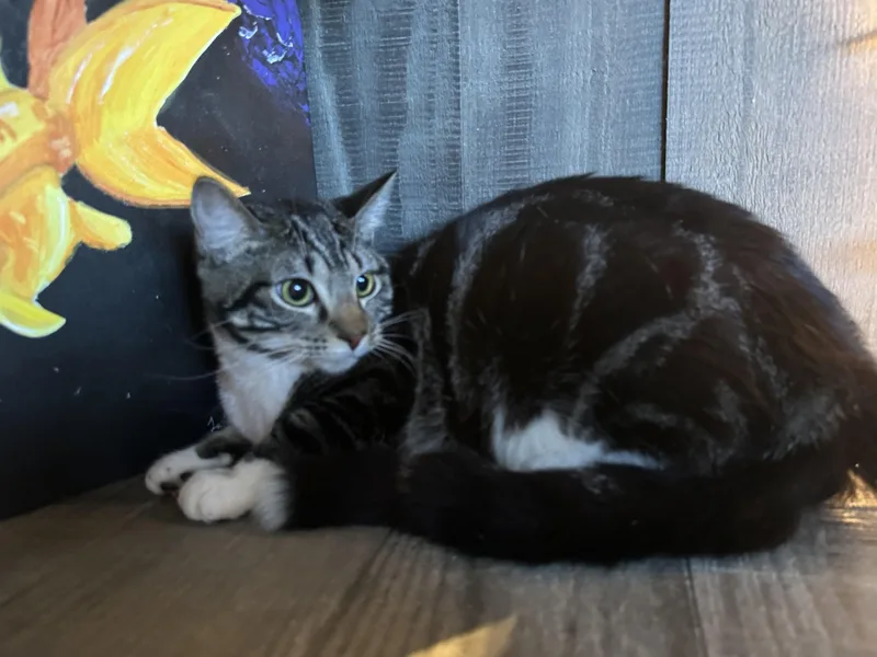 Gigi And Zazy thumbnail 6