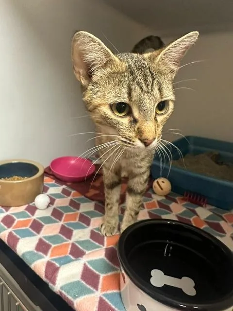 A baby small-sized female Domestic Short Hair cat named Nikki for adoption in Blountville, TN