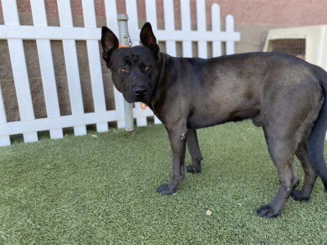 An adult large-sized male Pit Bull Terrier dog named Bonzai for adoption in Modesto, CA