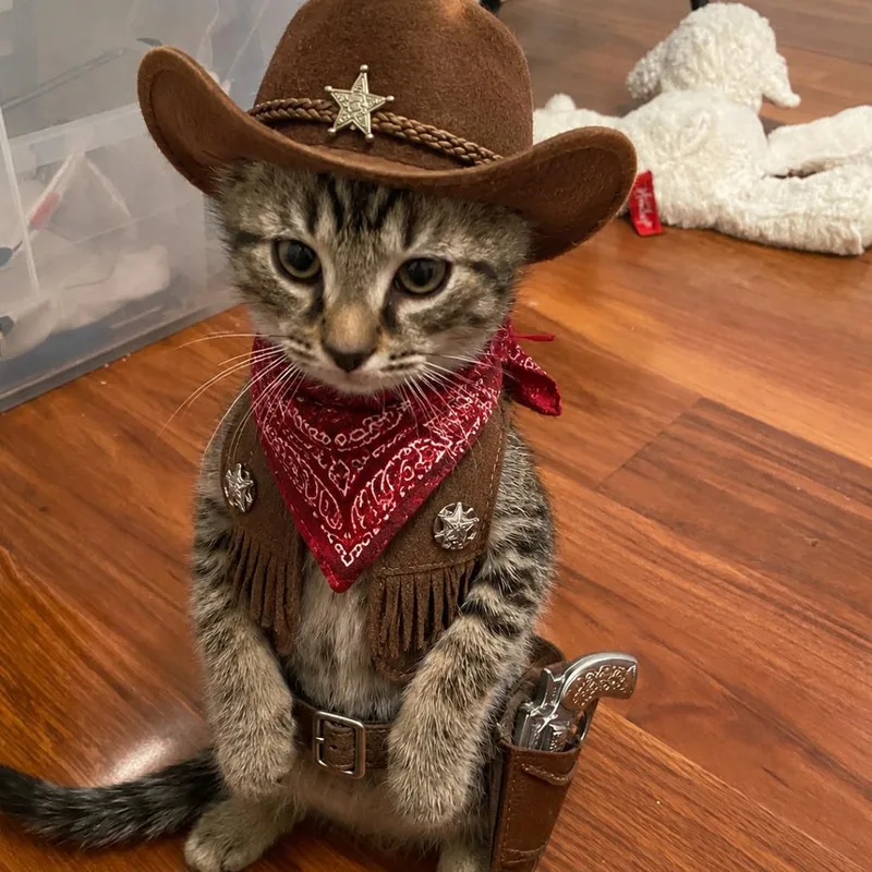 A baby small-sized male Domestic Short Hair cat named Cactus Jim for adoption in Bel Air, MD