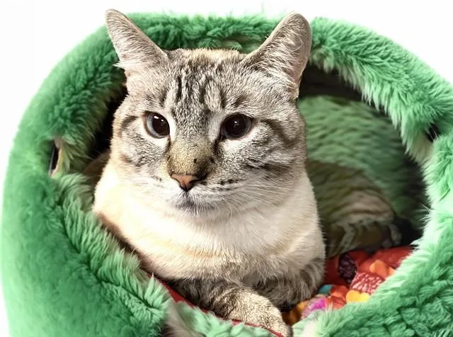 An adult medium-sized male Siamese cat named Wilkie for adoption in Fort Lauderdale, FL