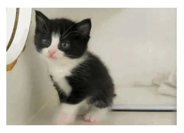 A baby small-sized female Black & White / Tuxedo Domestic Short Hair cat named Salsa for adoption in Tulsa, OK