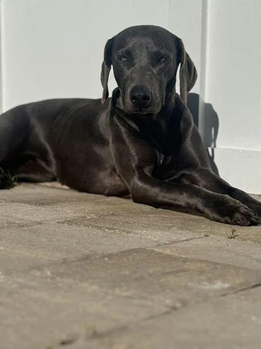 An adult large-sized female Weimaraner dog named Gyspy for adoption in Parrish, FL