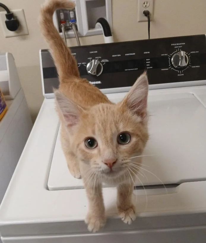 A baby small-sized male Domestic Short Hair cat named Shasta for adoption in Ladysmith, WI