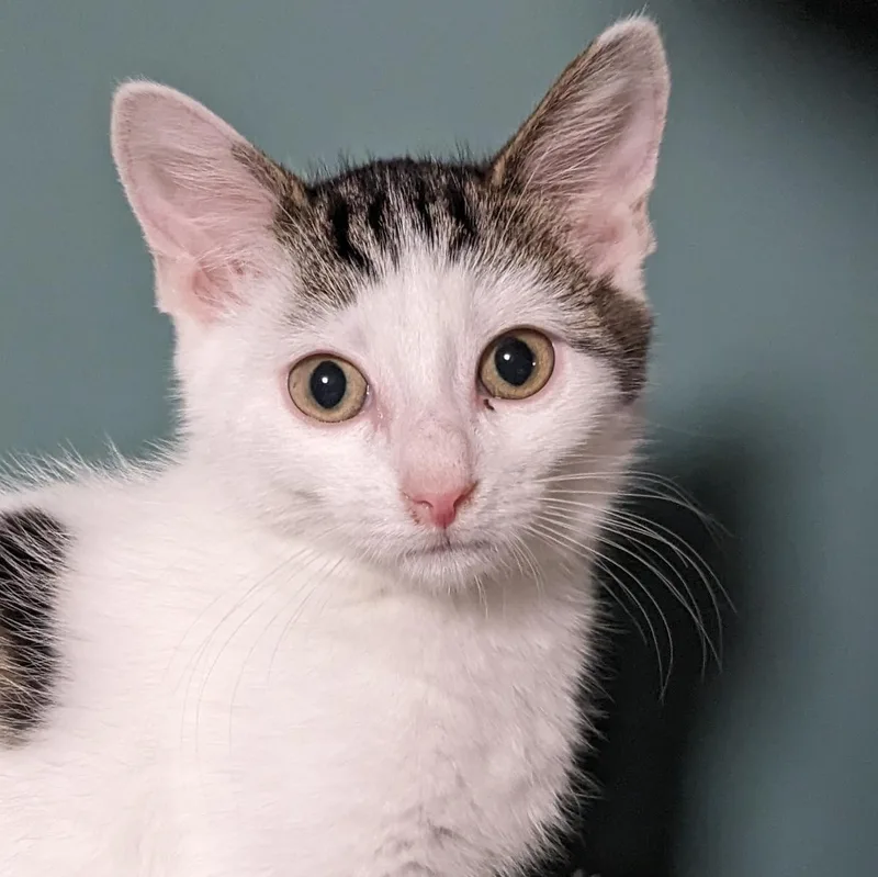 A baby medium-sized male White Tabby cat named Tipo for adoption in Shippenville, PA