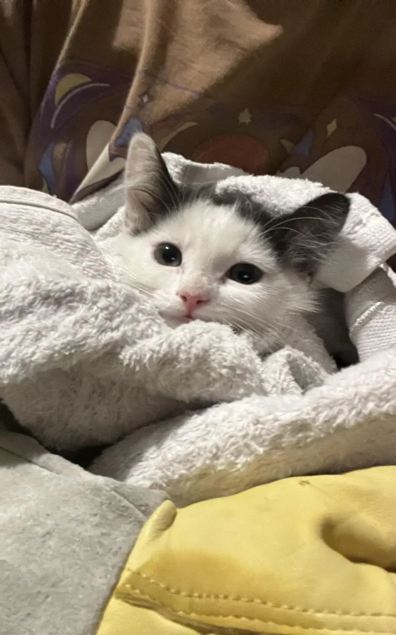 A baby small-sized female Black Domestic Long Hair cat named Chickadee Brown for adoption in Chandler, AZ