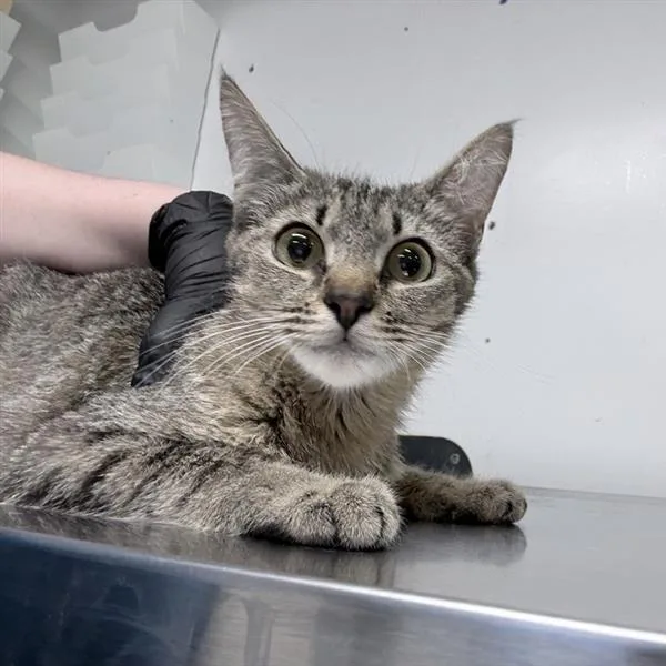 A young medium-sized female Domestic Short Hair cat named Plum for adoption in New York, NY