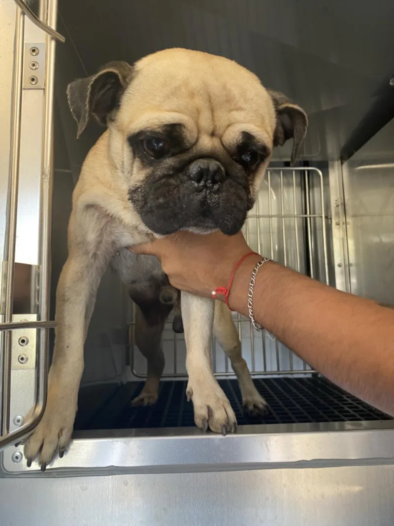 A young small-sized male Pug dog named Buster for adoption in Dallas, TX