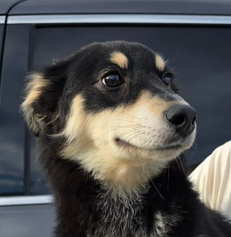 A baby medium-sized female Siberian Husky dog named Tapioca for adoption in Mukwonago, WI