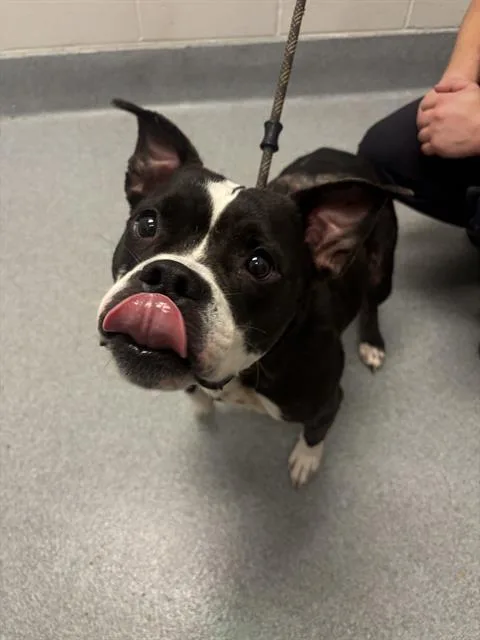 An adult medium-sized female Pit Bull Terrier dog named Freya for adoption in Indianapolis, IN