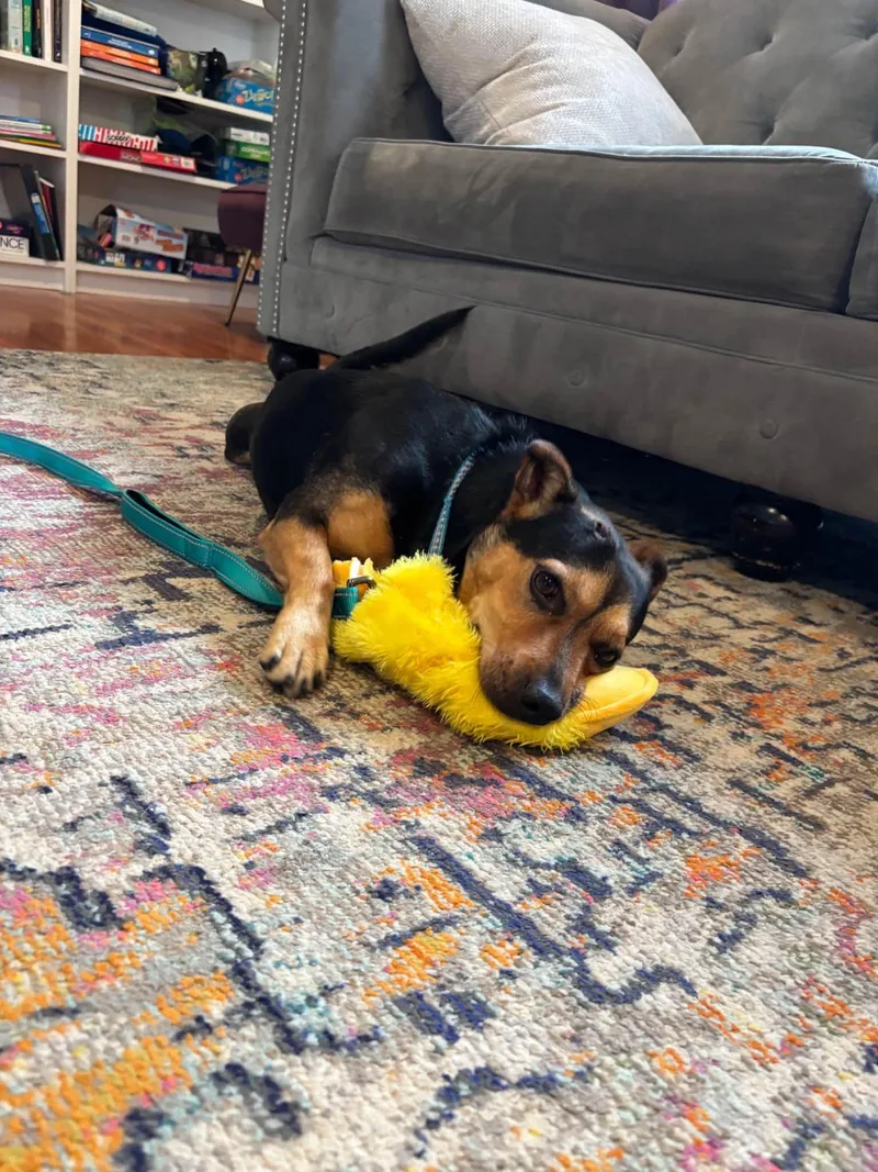 An adult small-sized male Black Mixed Breed dog named Oscar for adoption in Riverdale, NJ