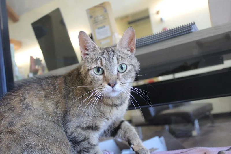 A young medium-sized female Torbie Domestic Short Hair cat named Skadi for adoption in Chestertown, MD