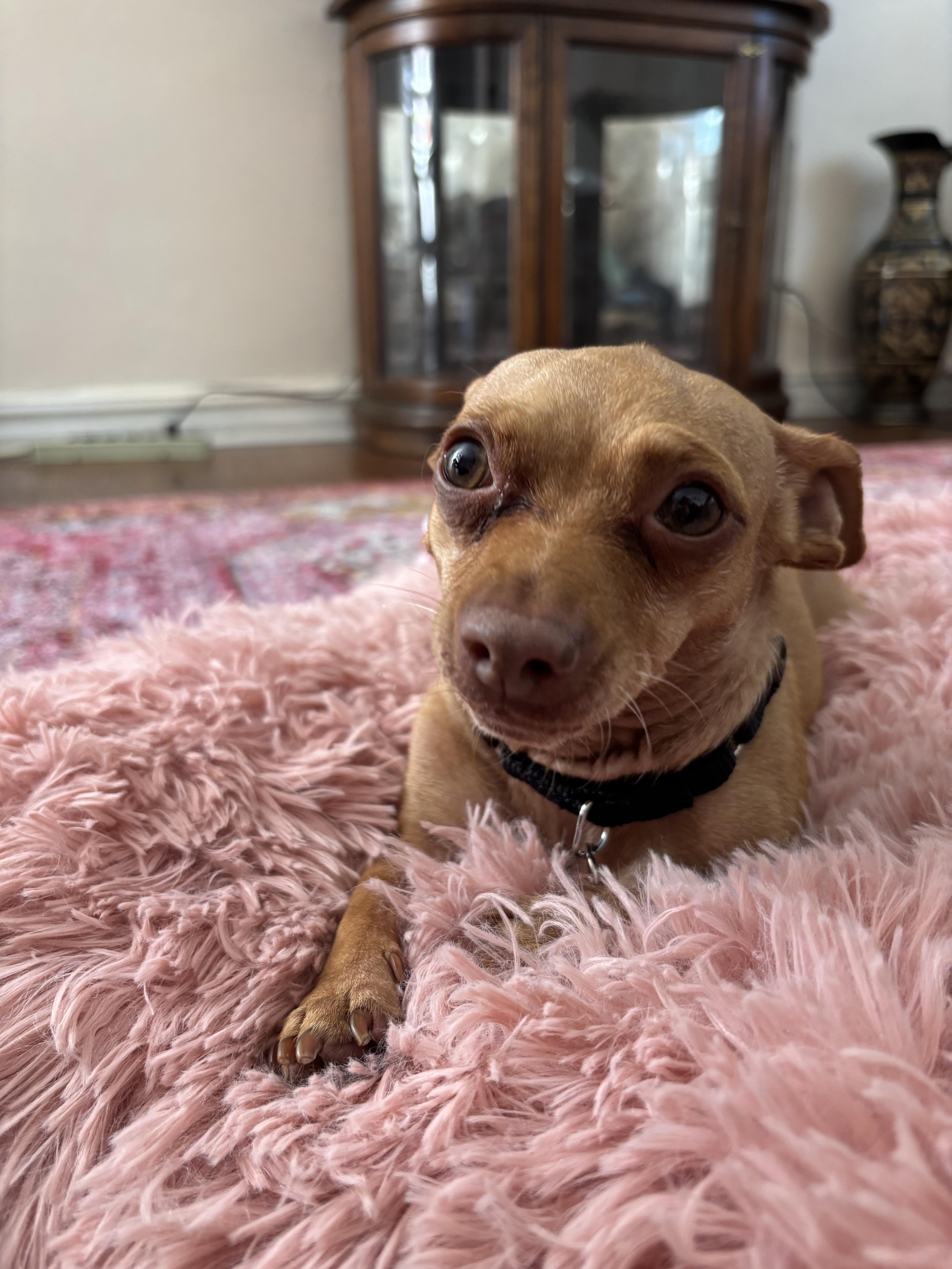 An adult small-sized female Chihuahua dog named Bella for adoption in Brooklyn, NY