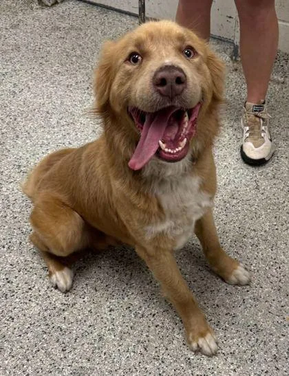 An adult large-sized male Golden Mixed Breed dog named Sunny for adoption in Kansas City, MO