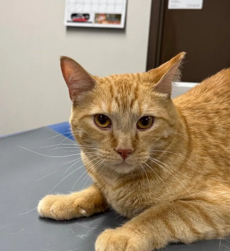 An adult large-sized male Domestic Short Hair cat named Darby for adoption in Yankton, SD