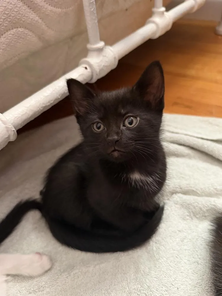 A baby medium-sized female Black Domestic Short Hair cat named Nellie for adoption in Clinton Township, MI