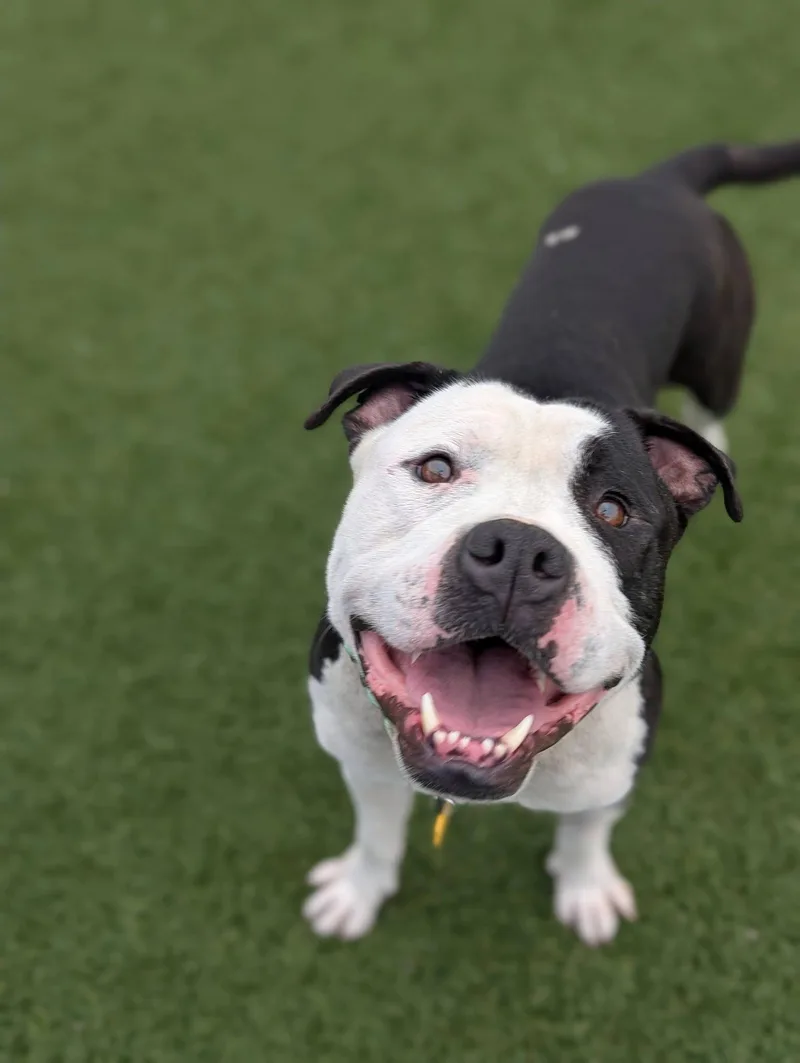 A young medium-sized male Pit Bull Terrier dog named Quint for adoption in Cleveland, OH