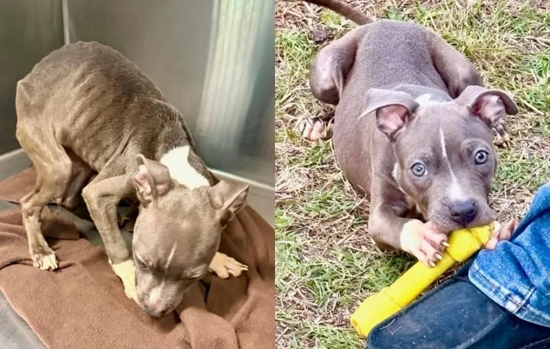 A baby small-sized male Gray / Blue / Silver Pit Bull Terrier dog named Oliver for adoption in Austin, TX