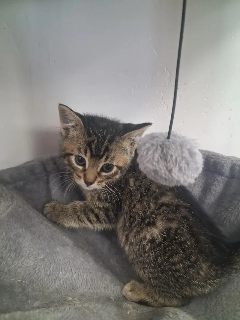 A young medium-sized male Tabby (Brown / Chocolate) Domestic Short Hair cat named Atlas for adoption in Roosevelt, UT