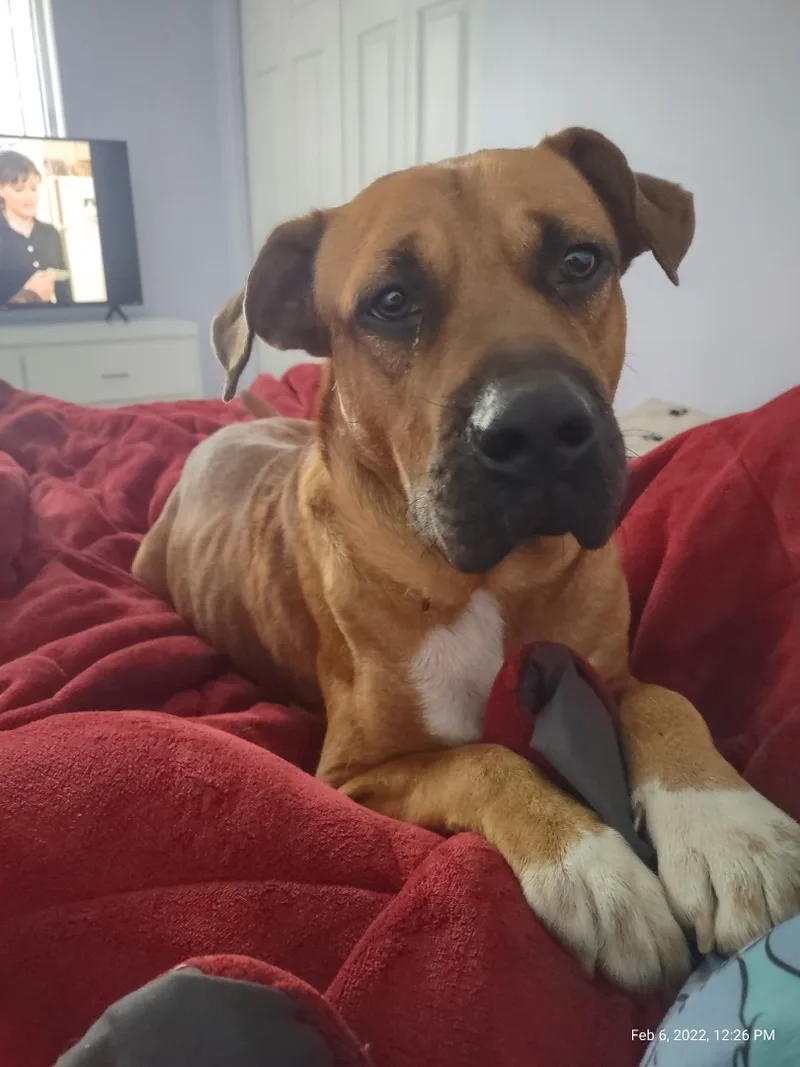 An adult medium-sized male White / Cream Boxer dog named Maverick for adoption in Homestead, FL