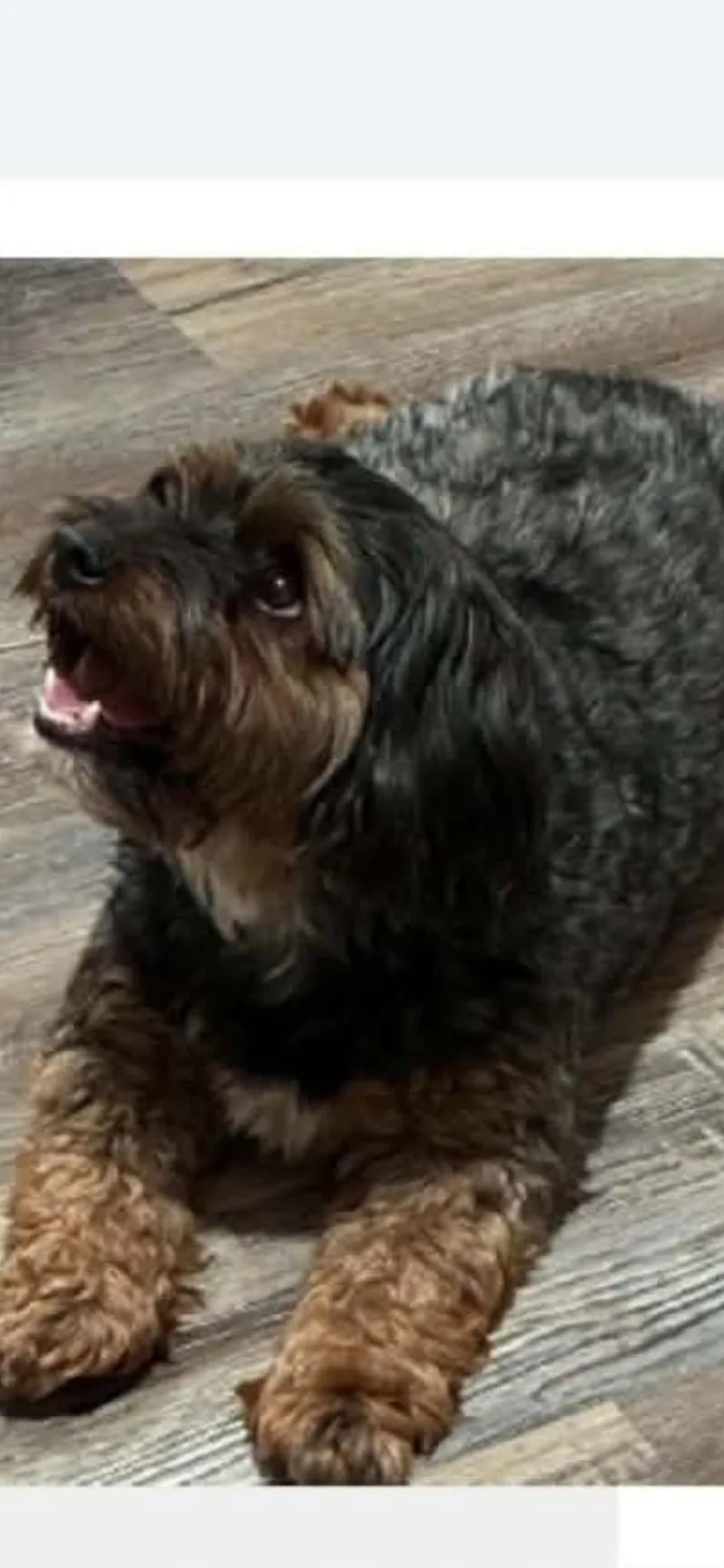An adult small-sized male Cavapoo dog named BENTLEY in RHODE ISLAND for adoption in West Warwick, RI