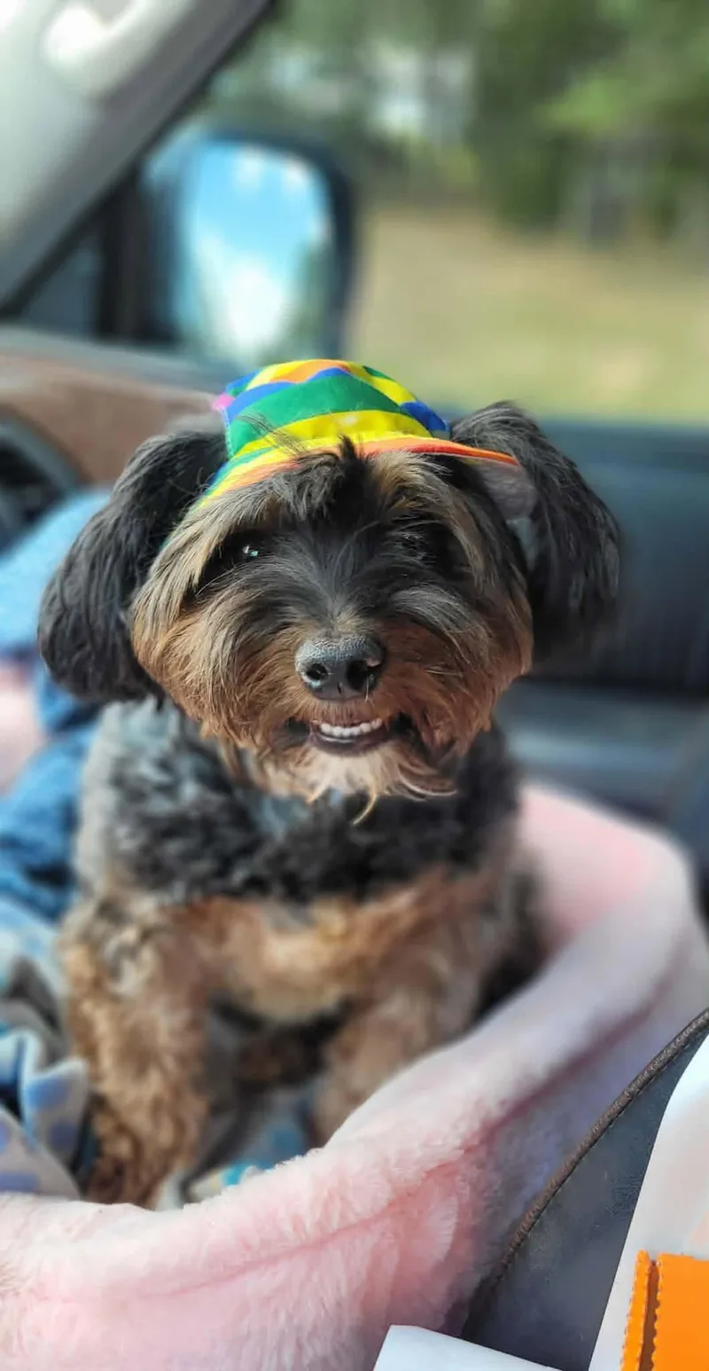 BENTLEY in RHODE ISLAND thumbnail 2