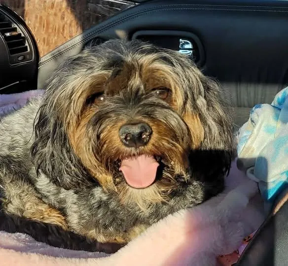 BENTLEY in RHODE ISLAND thumbnail 4