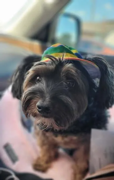 BENTLEY in RHODE ISLAND thumbnail 5
