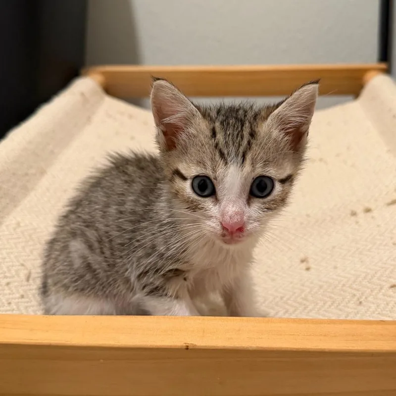 A baby small-sized male White Domestic Short Hair cat named Bane for adoption in Kyle, TX