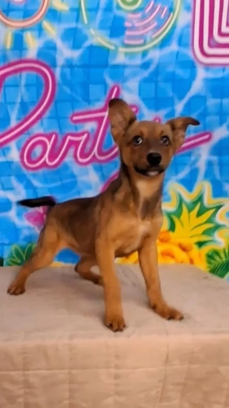 A baby medium-sized female Brown / Chocolate Mixed Breed dog named Rhianna for adoption in Medfield, MA