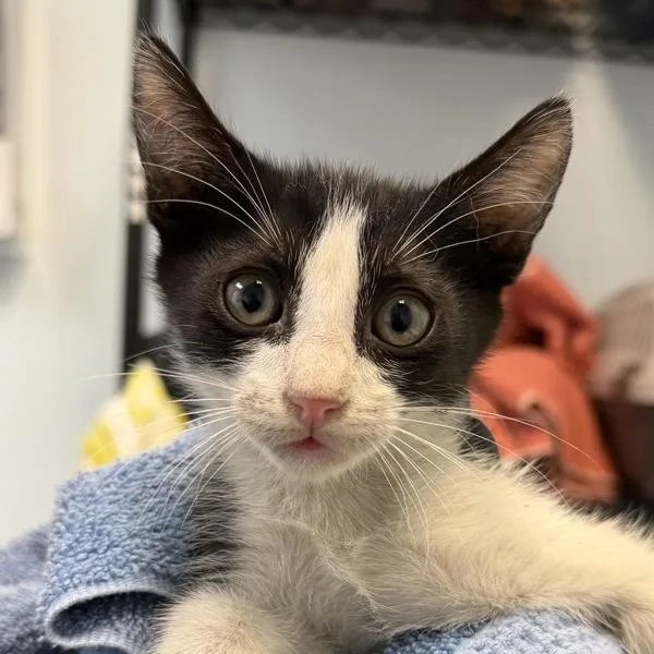 A baby small-sized male Domestic Short Hair cat named Homer for adoption in San Diego, CA