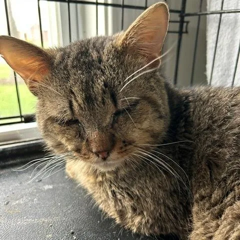 An adult medium-sized male Brown / Chocolate Domestic Short Hair cat named Woodpecker for adoption in Edwardsville, IL