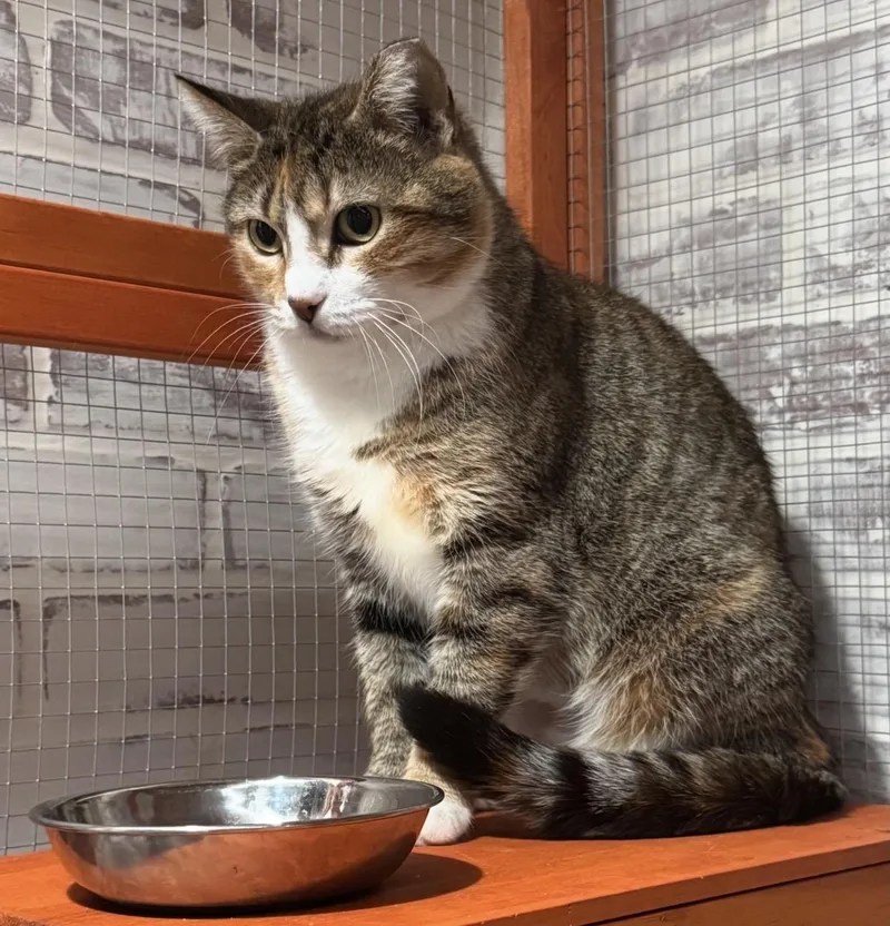 An adult medium-sized female Torbie Domestic Short Hair cat named Max for adoption in Port Washington, WI