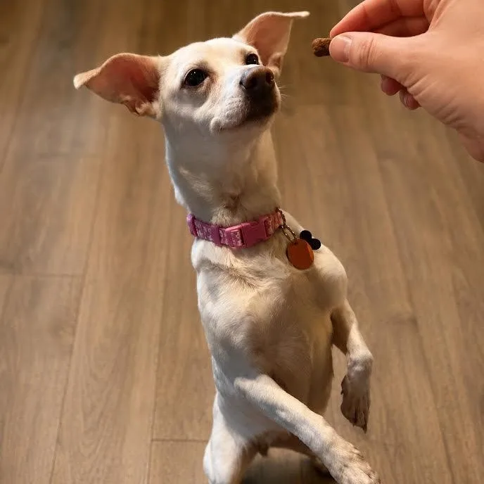 Chiquita thumbnail 3