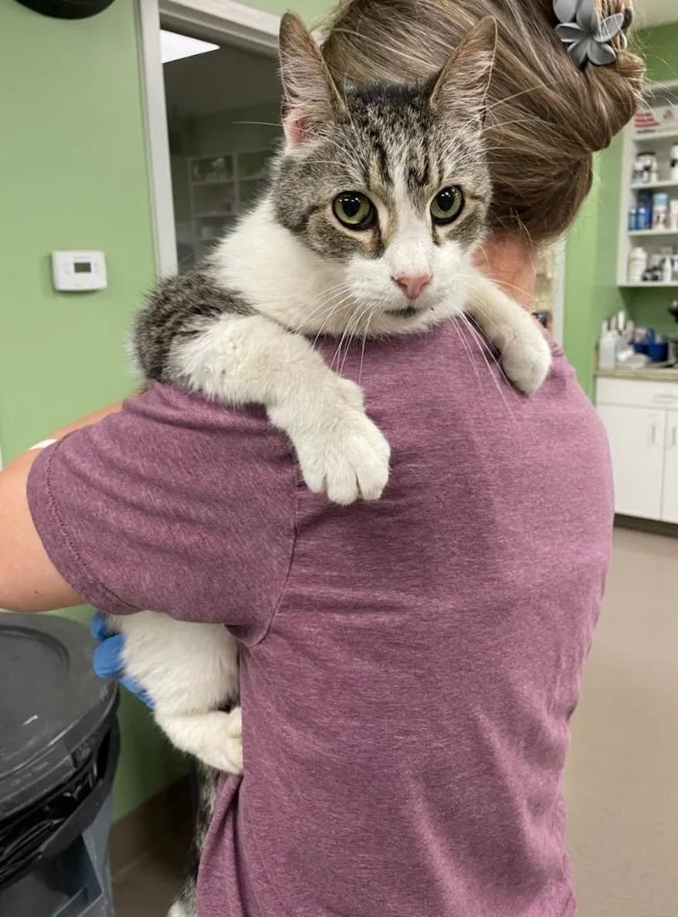 An adult medium-sized male Domestic Short Hair cat named Lew for adoption in La Porte, IN