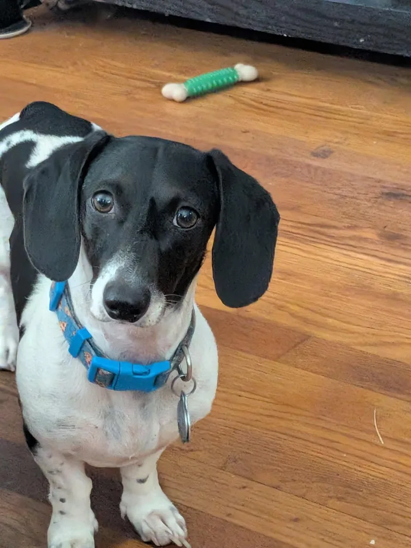 A young small-sized male Black Dachshund dog named Ozzie OHIO ONLY for adoption in Lebanon, OH