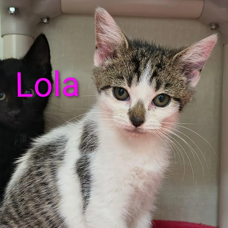 A baby medium-sized female Tabby (Brown / Chocolate) Domestic Short Hair cat named Lola for adoption in Saint Marys, PA
