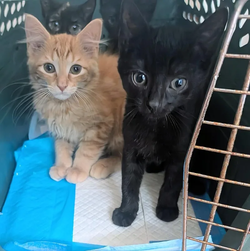 A baby small-sized male Black Domestic Short Hair cat named Ronnie for adoption in Louisa, VA