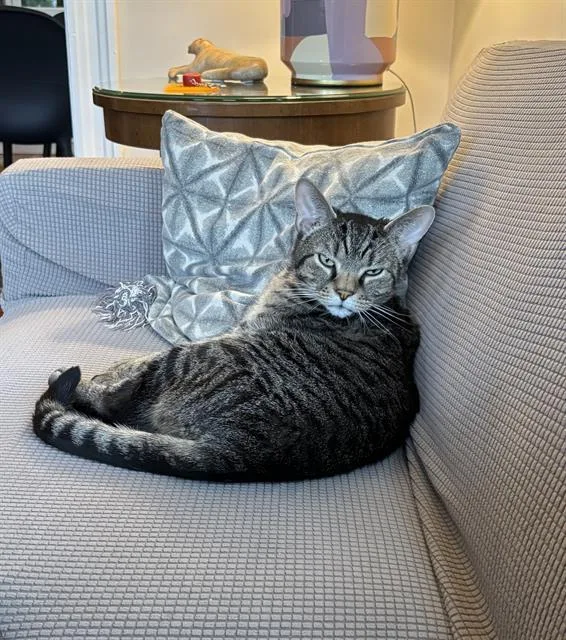 An adult small-sized male Domestic Short Hair cat named Robert for adoption in Boston, MA