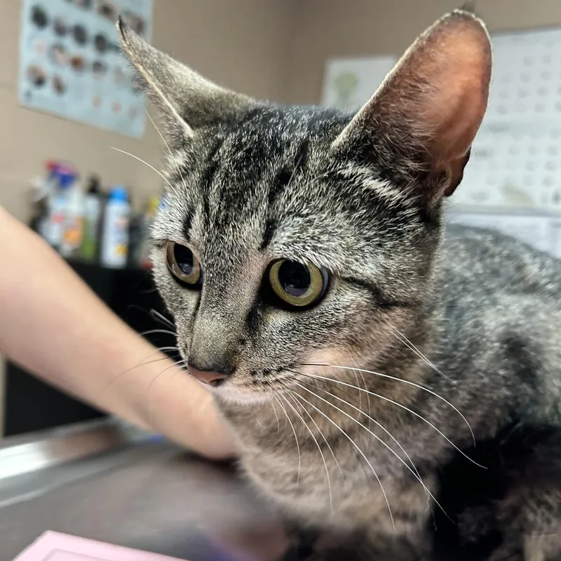 An adult medium-sized female Brown / Chocolate Domestic Short Hair cat named Mermaid for adoption in Newport, NC