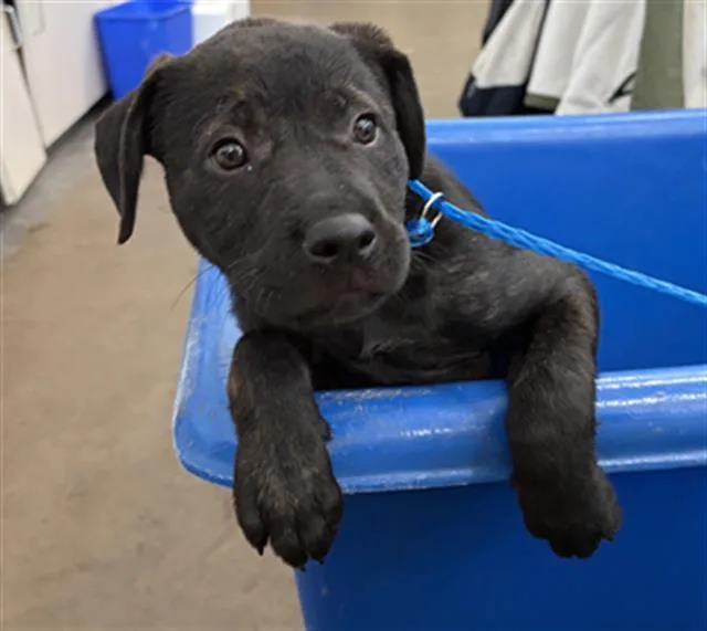 A baby large-sized female Mixed Breed dog named Pepper for adoption in Dallas, TX