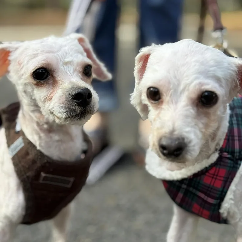 Rosemary And Sage thumbnail 3