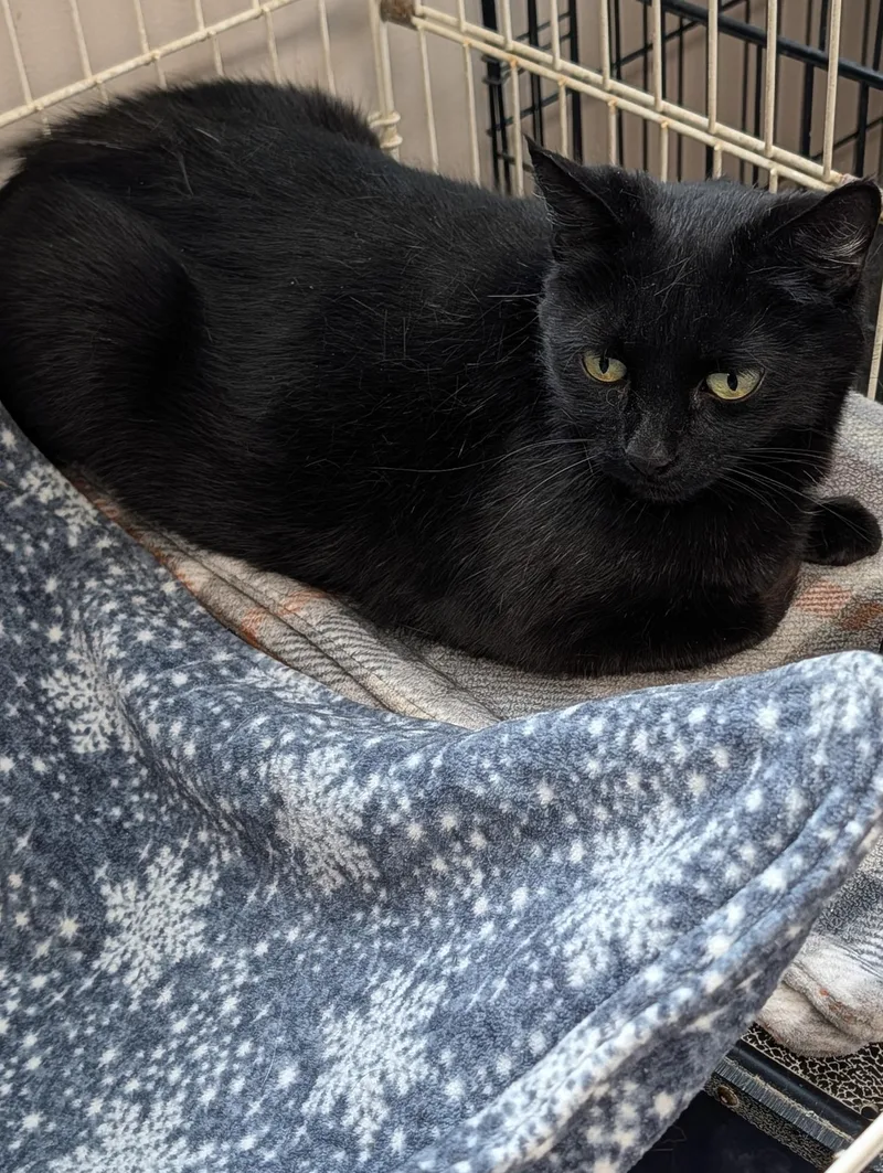 An adult medium-sized female Black Domestic Short Hair cat named Mama for adoption in Lapeer, MI