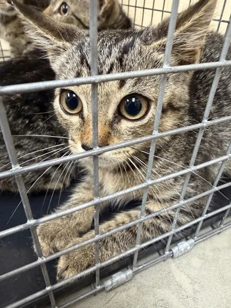 A baby small-sized female Domestic Short Hair cat named Cinnamon Toast Crunch for adoption in Melbourne, FL
