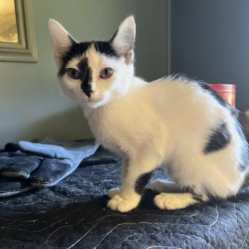 A baby small-sized female Black & White / Tuxedo Domestic Short Hair cat named Bubbles for adoption in Johnson City, TN