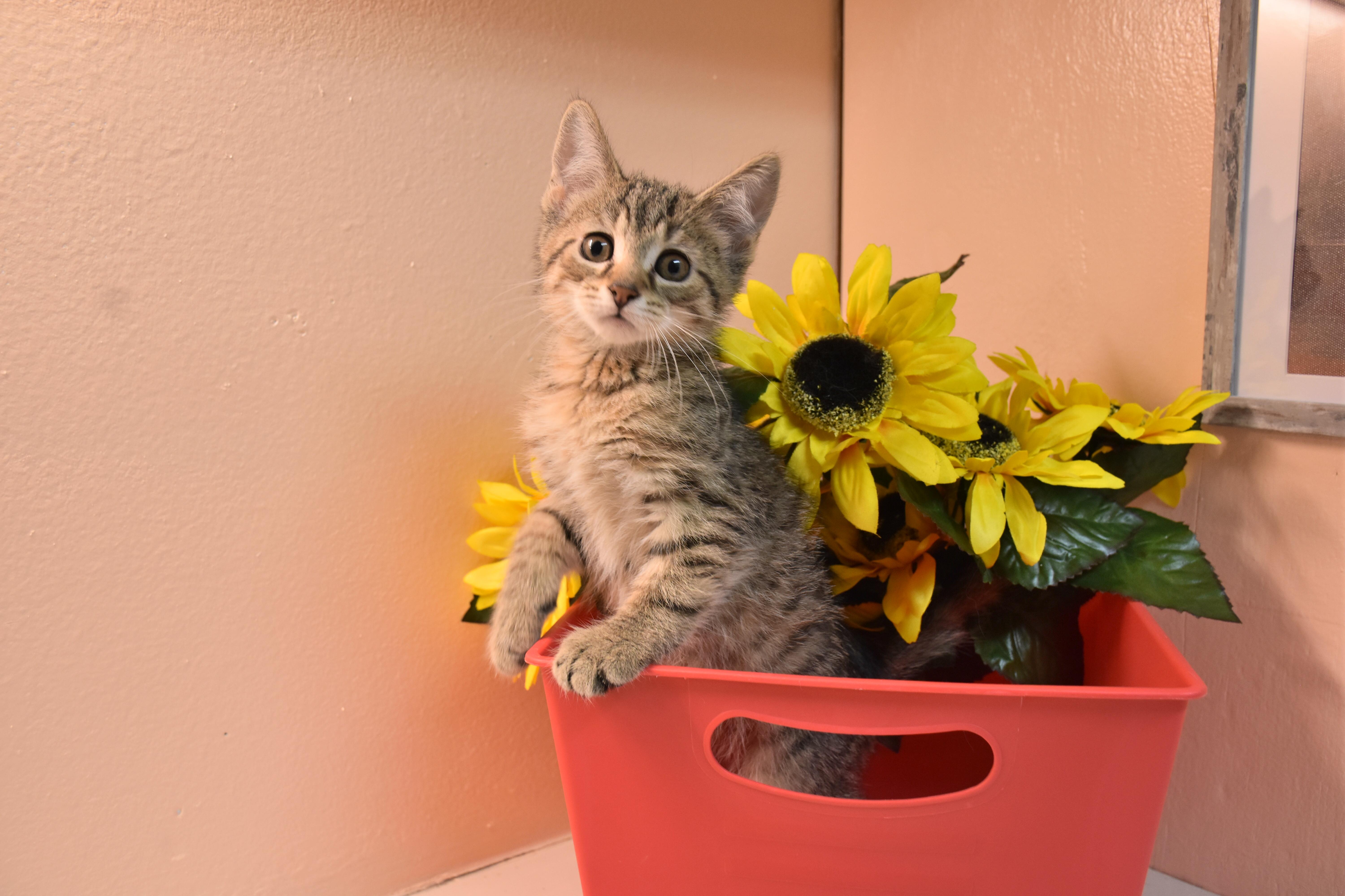 A baby small-sized male Tabby (Brown / Chocolate) Domestic Short Hair cat named Clove for adoption in North Judson, IN