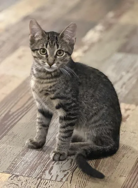 A baby small-sized male Tabby (Brown / Chocolate) Domestic Short Hair cat named Dale for adoption in Kalamazoo, MI