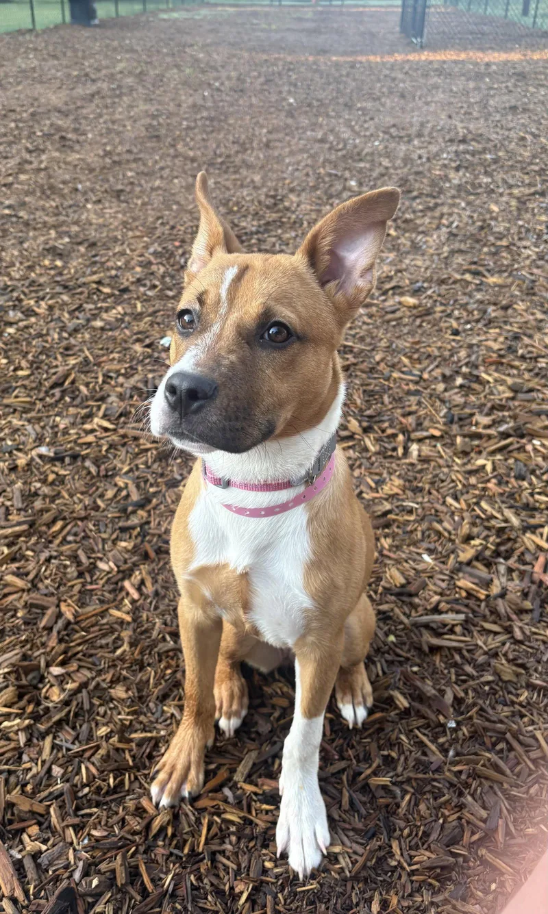 A baby medium-sized female Carolina Dog dog named Missy for adoption in Southaven, MS