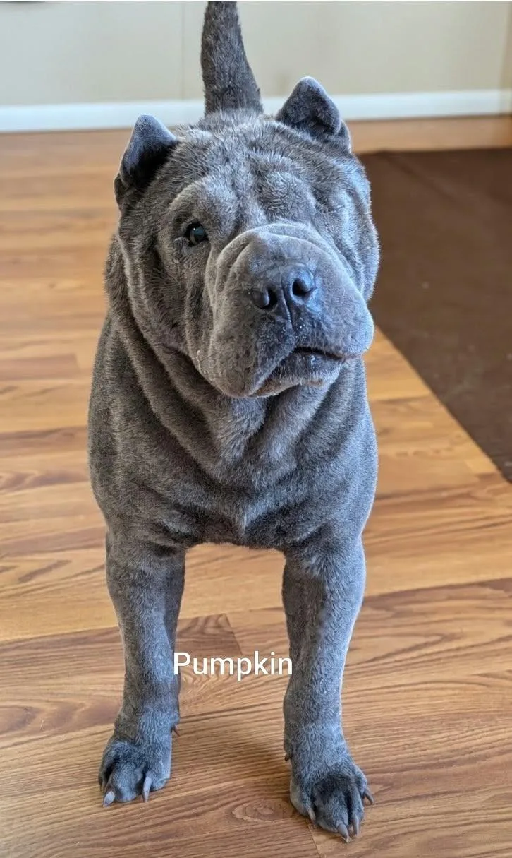 A senior medium-sized female Shar-Pei dog named PUMPKIN Bio coming for adoption in Cameron, NC